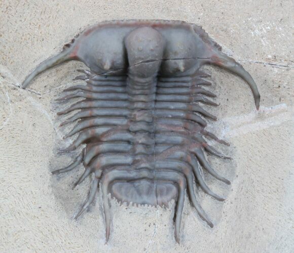 Elegant Cyphaspides Trilobite - Jorf, Morocco #36601